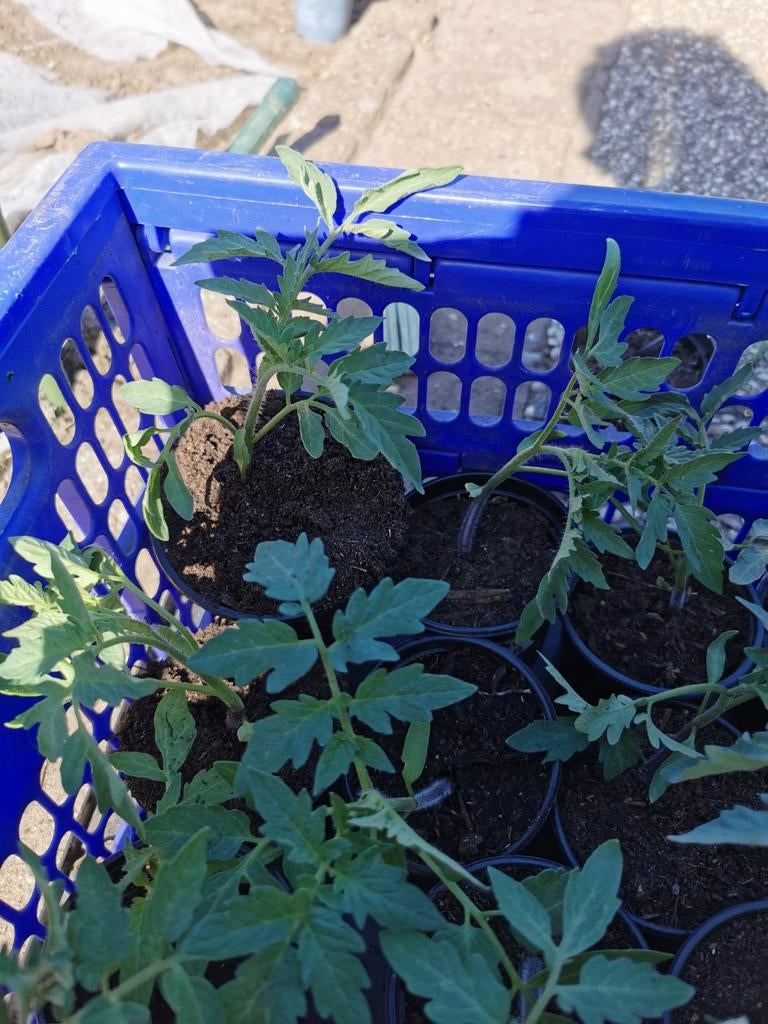 Tomatenplanten Agora F1, Tuin en Terras, Ophalen