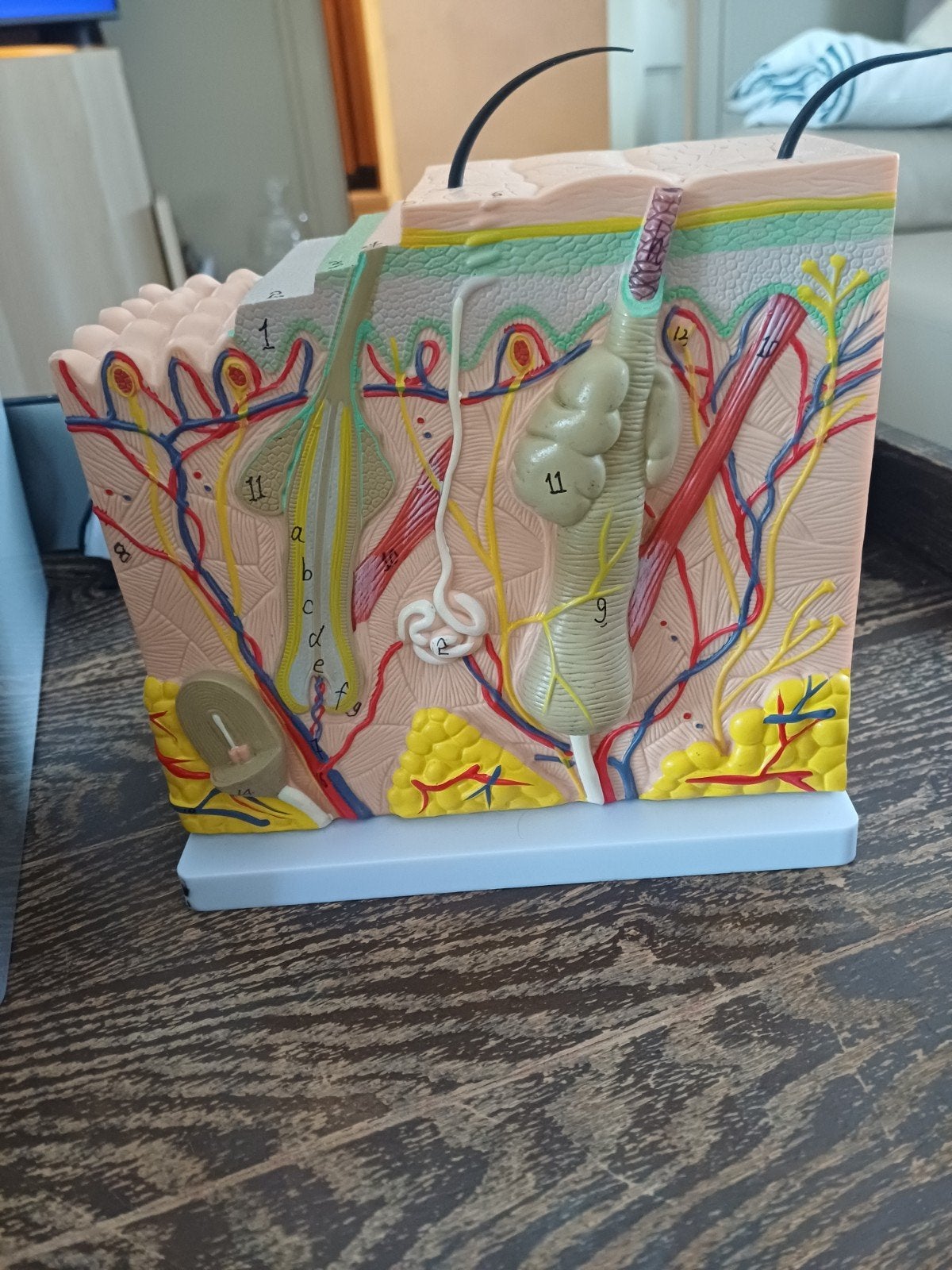 3 D anatomisch model van de huid, Kinderen en Baby's, Ophalen of Verzenden, Gebruikt