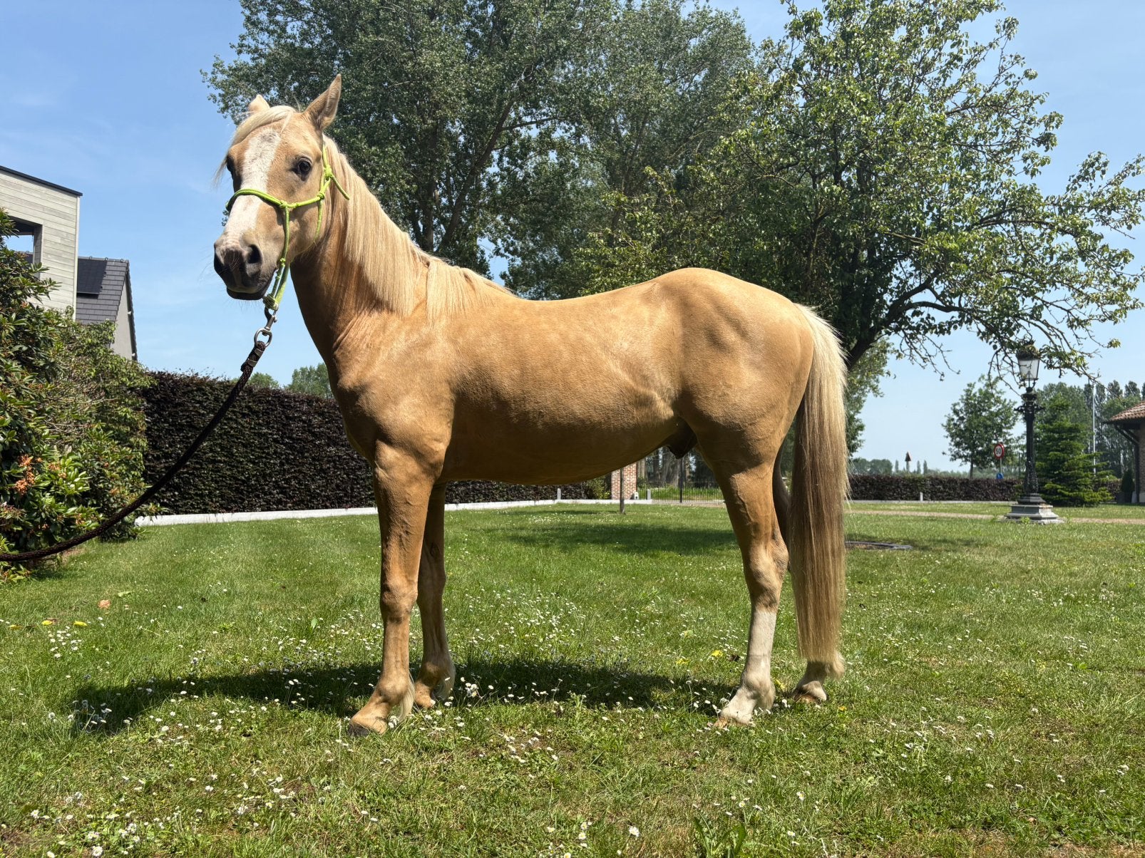 Dressuur/springen gefokt, Animaux & Accessoires, Poneys, Vermifugé, Poney de dressage, Hongre, Débourré
