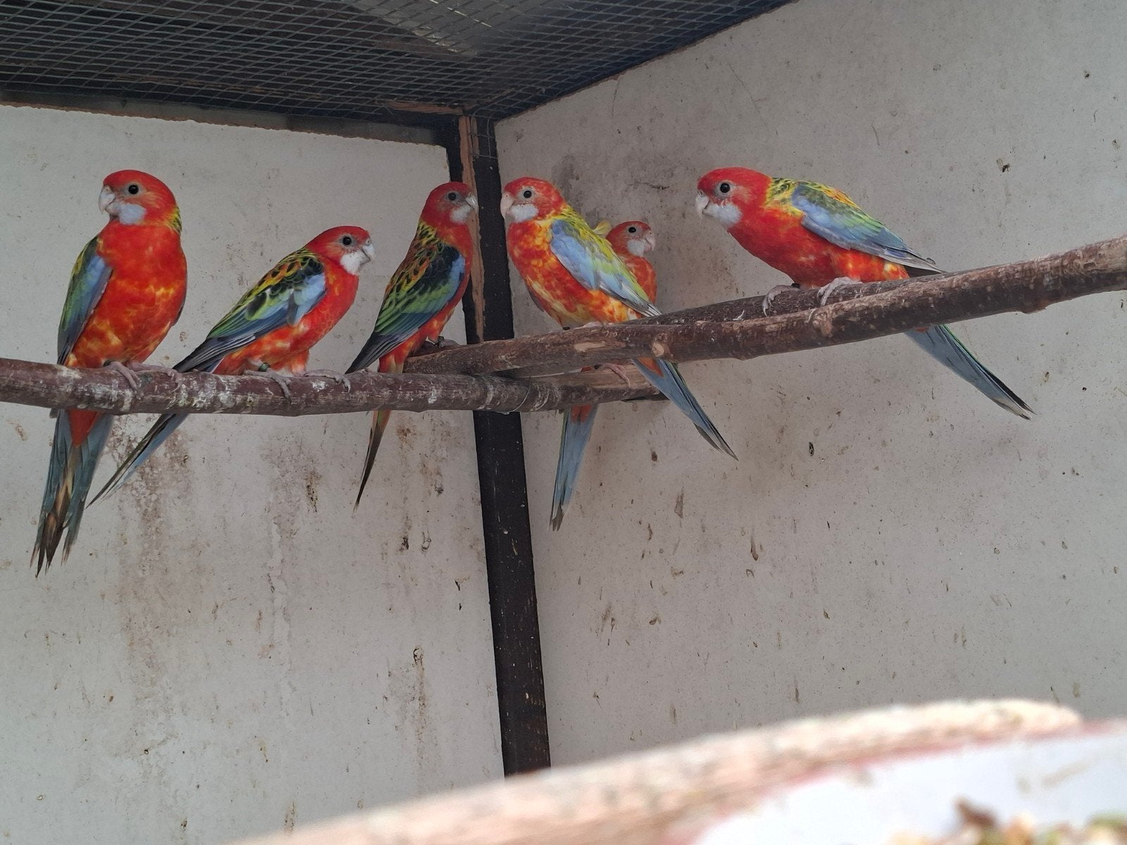 rosella's opaline split golden en blauw, Dieren en Toebehoren, Vogels | Parkieten en Papegaaien, Meerdere dieren, Parkiet, Geringd