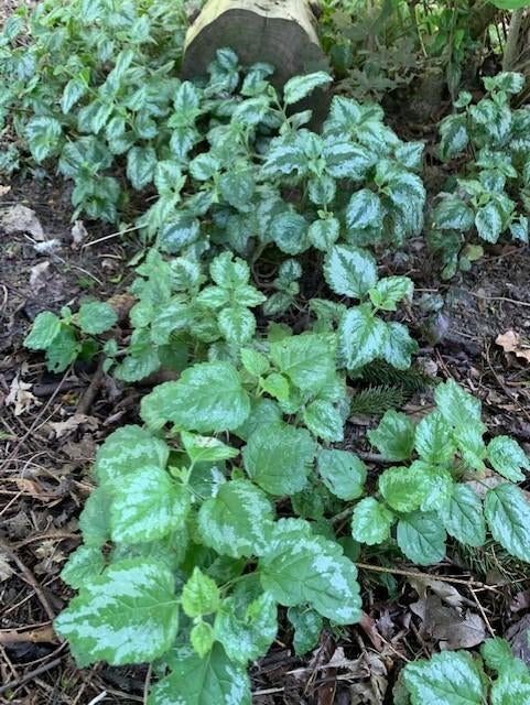 siernetel plantjes gratis, Ophalen, Lente