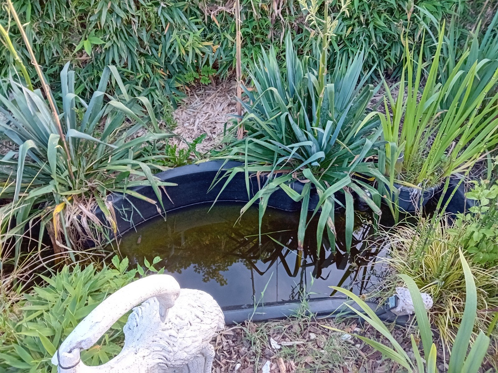 Gratis goudvissen en vijverplanten, Poisson(s) rouge(s)
