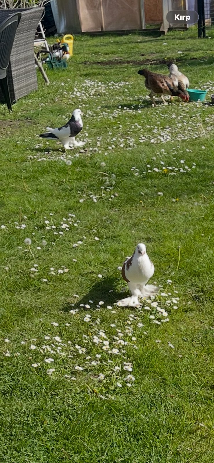 duiven gentse kropper, Animaux & Accessoires, Oiseaux | Pigeons, Boulant
