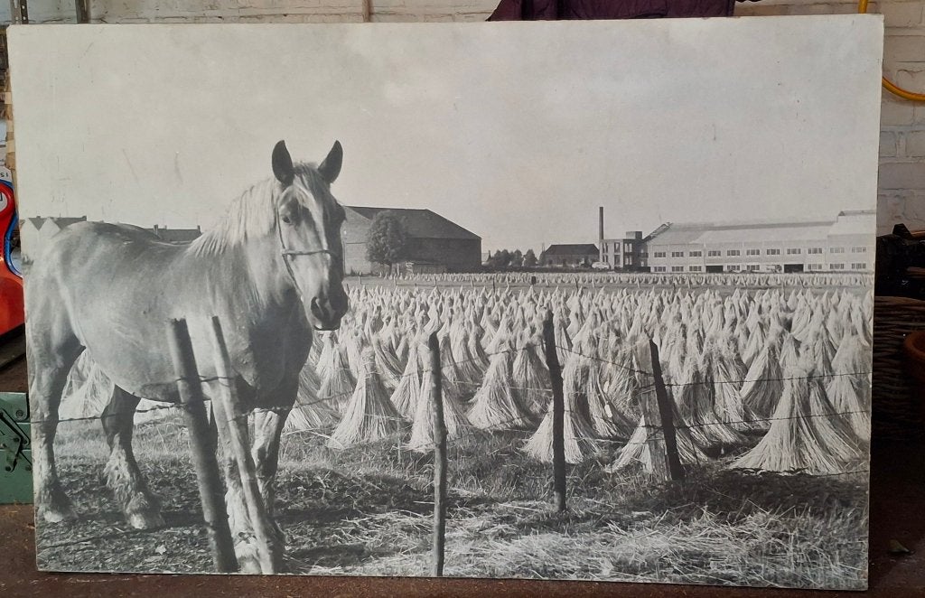 Paard Vlas Leie - vintage foto op spaanplaat 120 X 80 cm, Huis en Inrichting, Woonaccessoires | Schilderijen, Tekeningen en Foto's
