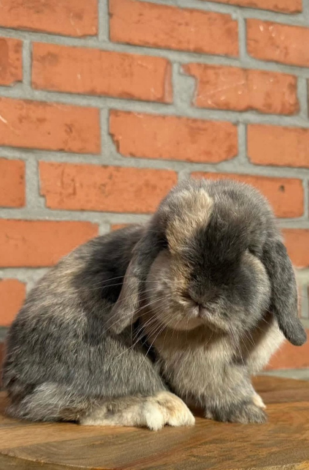 Minilop voedster, Dieren en Toebehoren