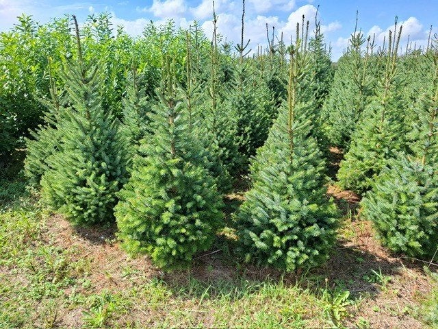 Kerstbomen en groenblijvende haagplanten, Ophalen, 100 tot 250 cm