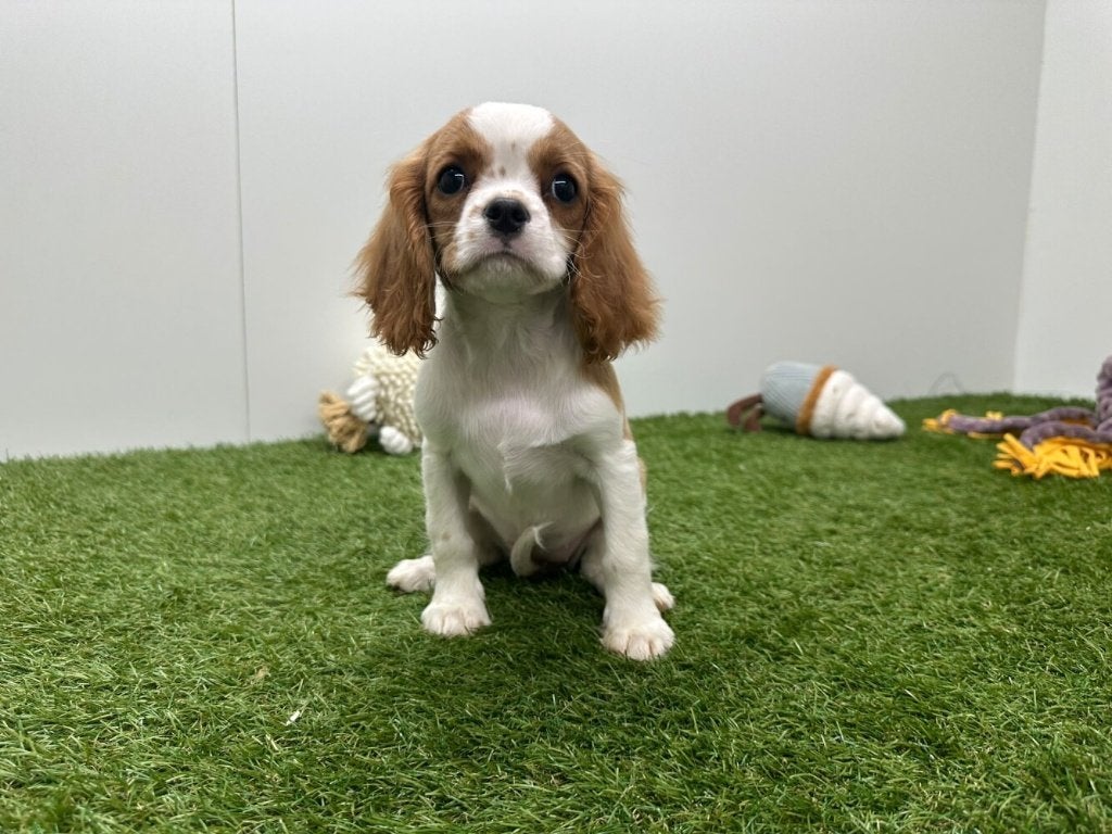 Nid d'épagneul Cavalier King Charles, Maladie de Carré (chiens), Plusieurs, Belgique, Plusieurs animaux