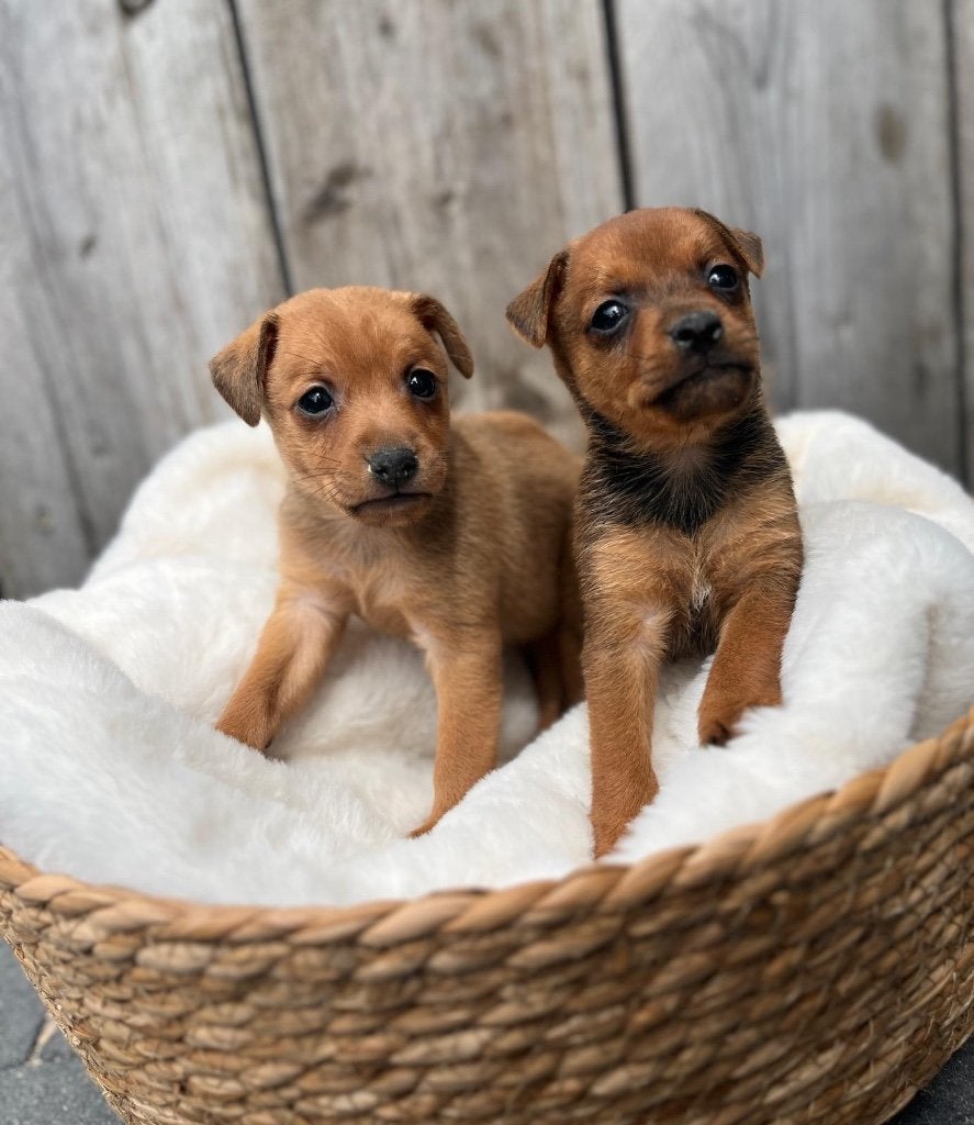 Prachtige dwergpinscher pups, Dieren en Toebehoren, Honden | Bulldogs, Pinschers en Molossers, Parvo, België, Overige rassen, 8 tot 15 weken