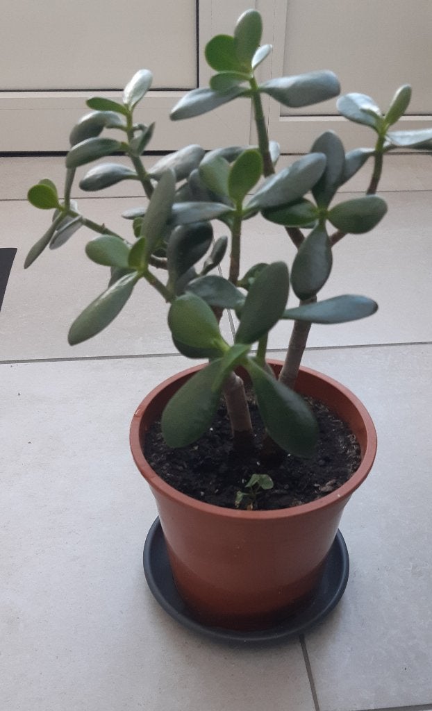 Crassula ovata, Maison & Meubles, Plante succulente, Plein soleil, Moins de 100 cm, Enlèvement
