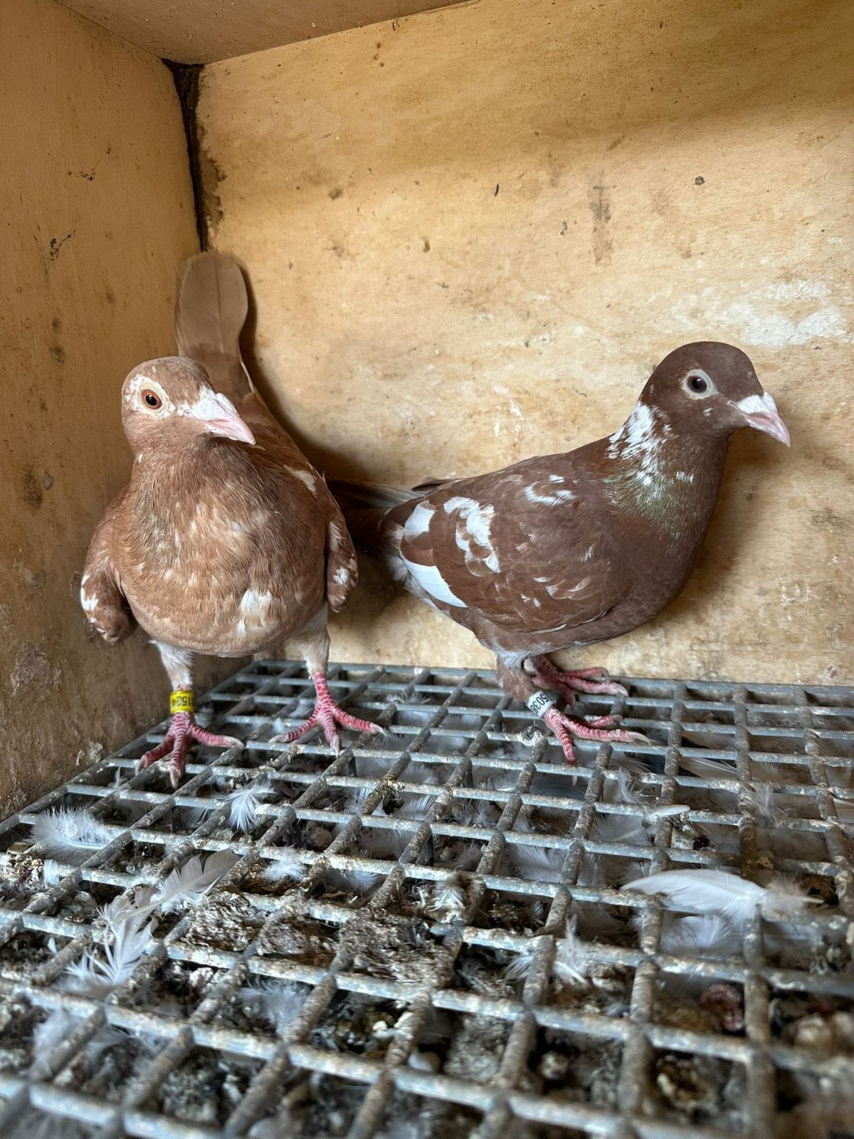 Duiven te koop met certificaat, Dieren en Toebehoren, Vogels | Duiven