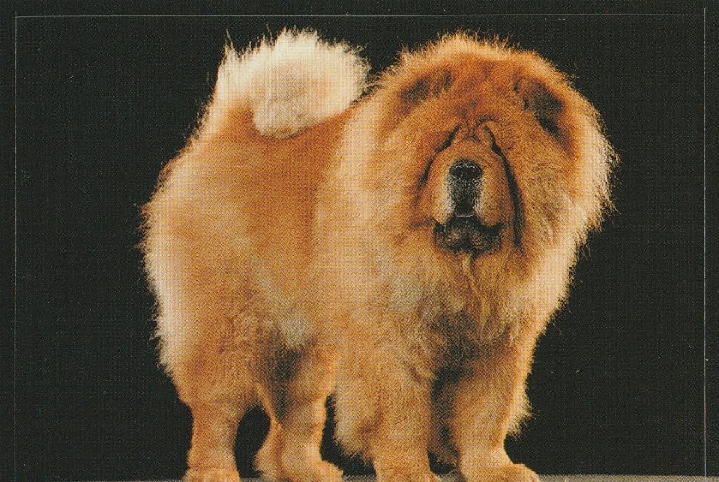 CHROMO  CHOW-CHOW, Envoi, Neuf, Animal, Gravure