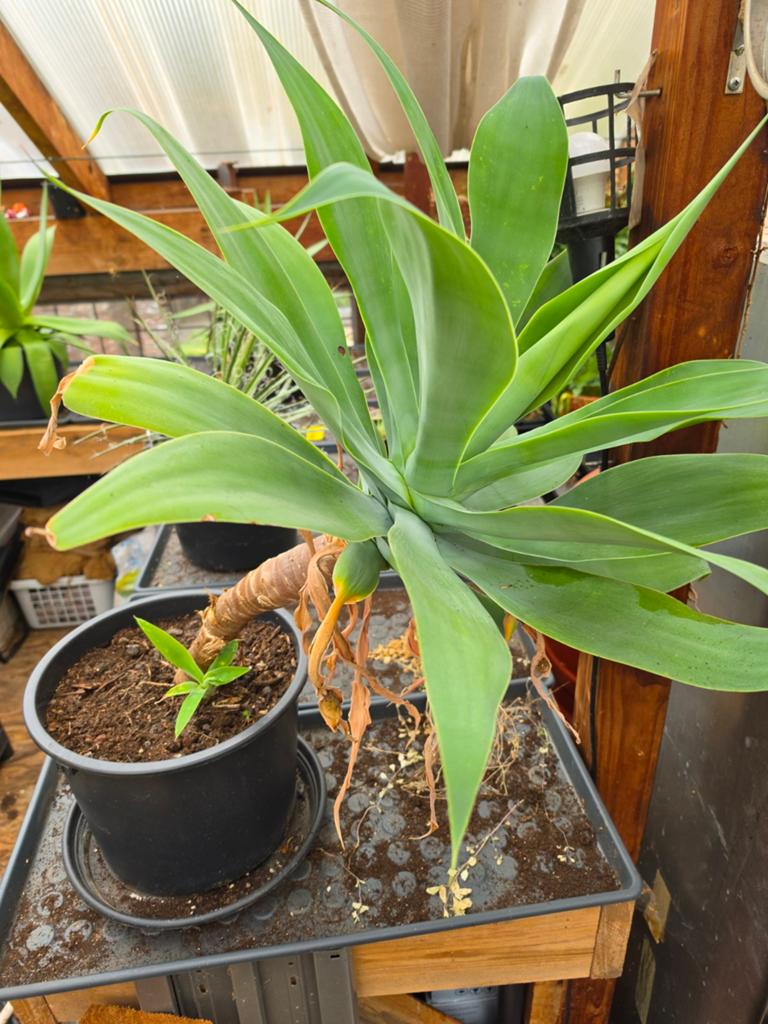 Agave attenuata, Ophalen