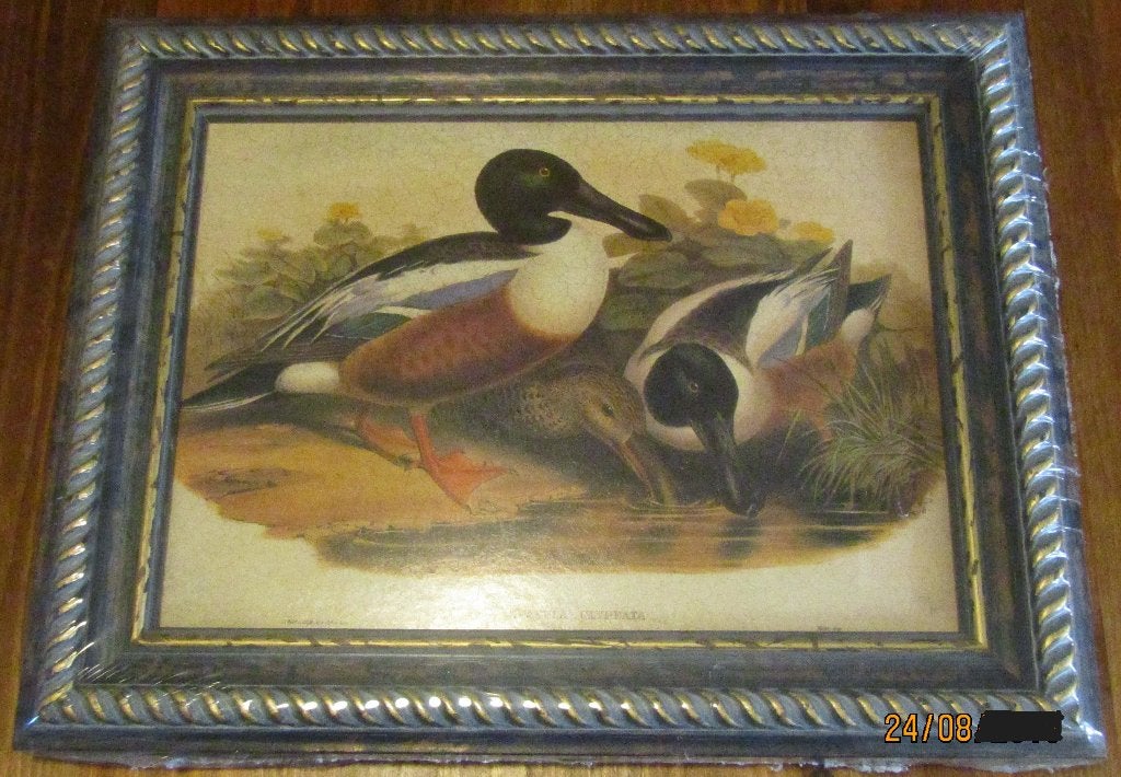 Rustiek gekaderde print van slobeenden nog in folie, Overige ondergronden, Dieren, Ophalen of Verzenden, Print