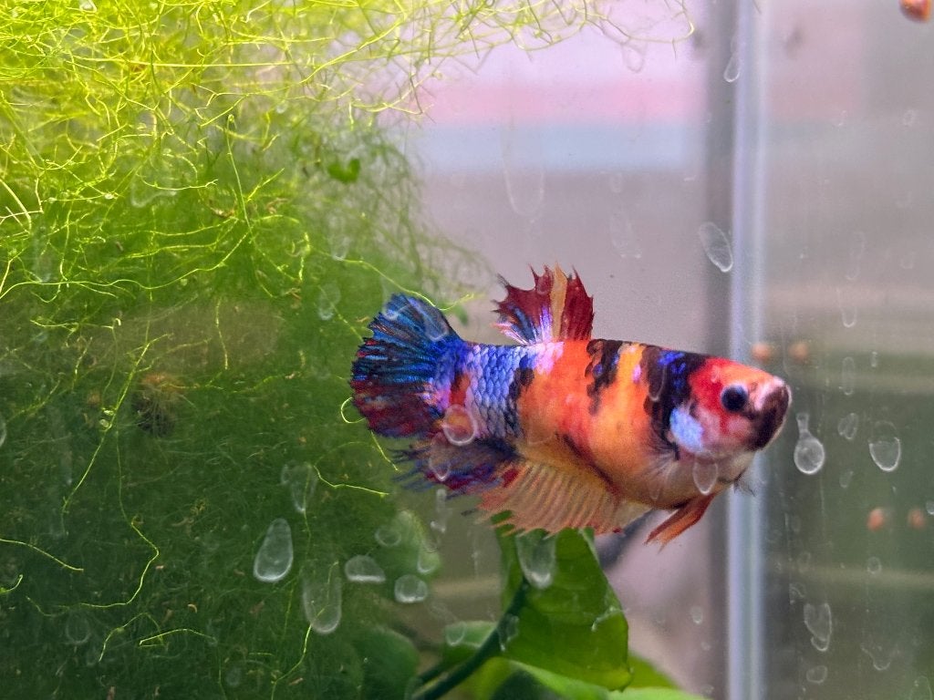 Betta's half-moon koi marble, Animaux & Accessoires, Poissons | Poissons d'aquarium, Poisson, Poisson d'eau douce