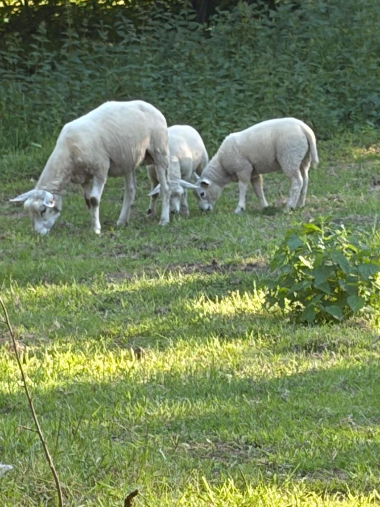 Mouton, Février, Femelle