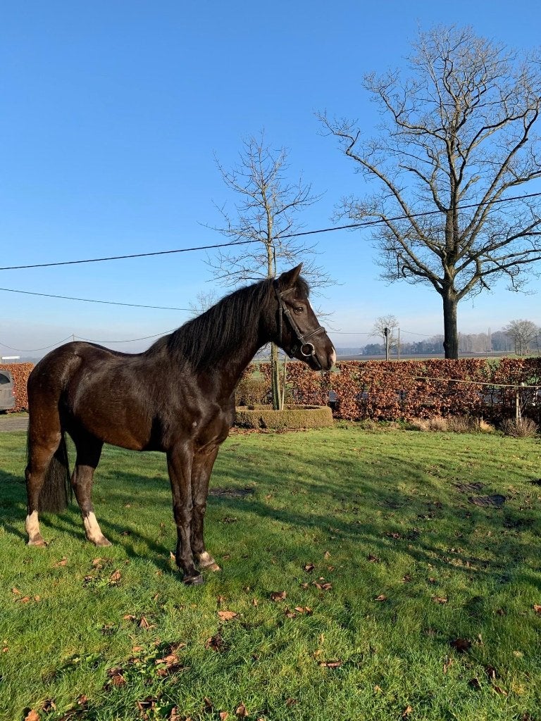 Prachtige C-pony ruin – Jazz, Dieren en Toebehoren, Pony's, Ruin, Springpony, C pony (1.27m tot 1.37m), 7 tot 10 jaar