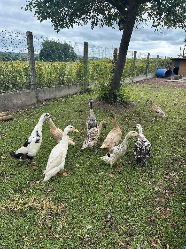 Broedeieren indische loopeenden, Dieren en Toebehoren, Meerdere dieren, Eend
