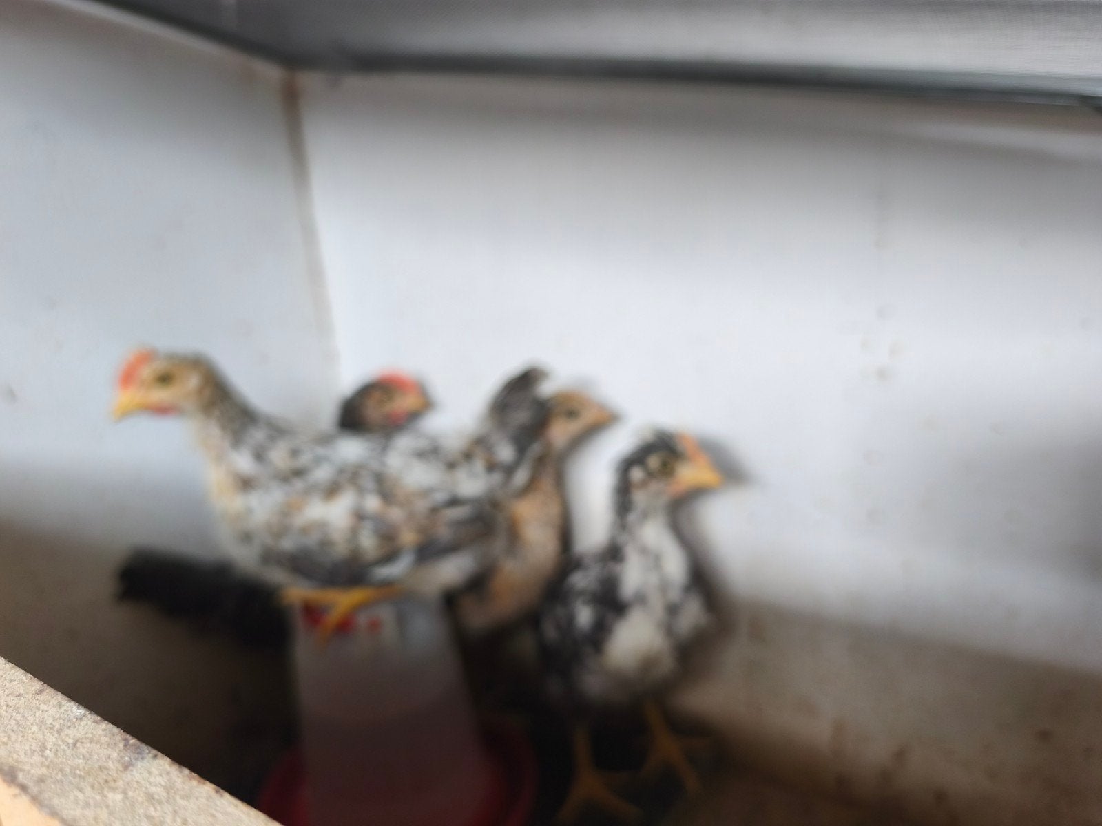 Creamlegbar kuikens, Dieren en Toebehoren