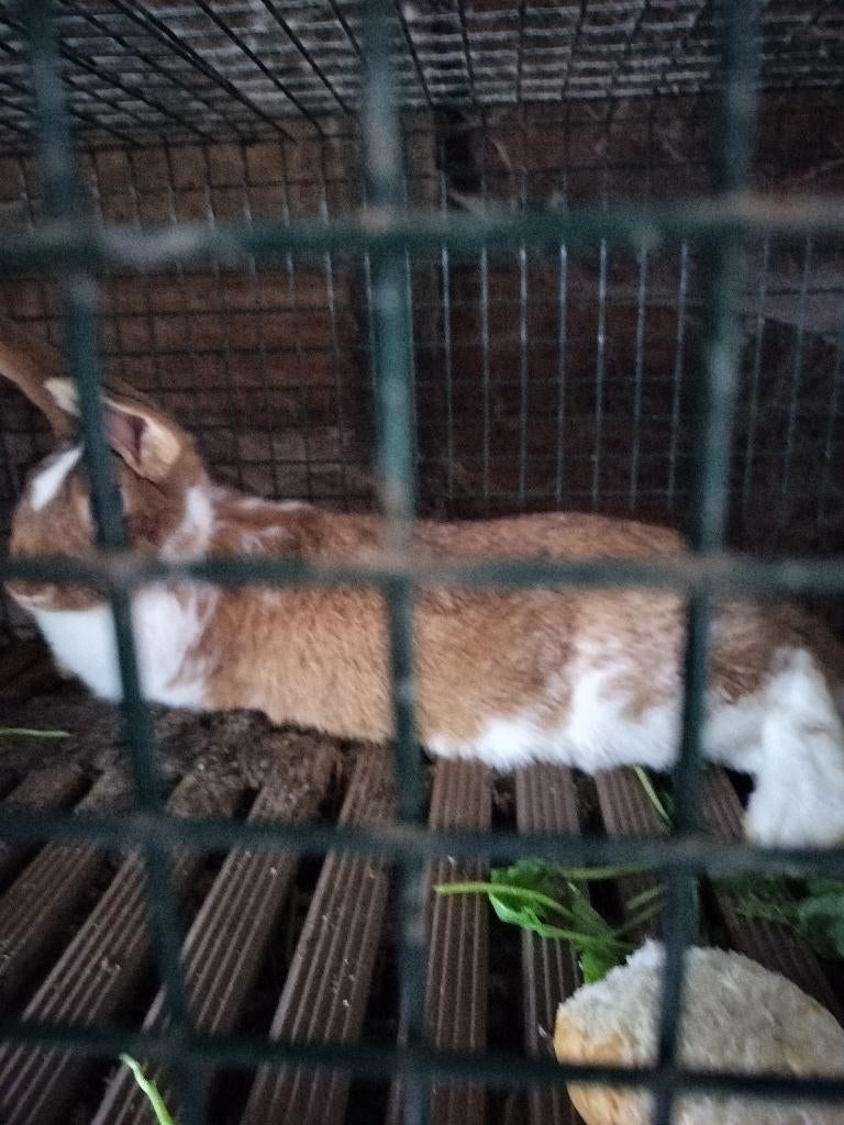 Konijn, Meerdere dieren, Groot, 0 tot 2 jaar