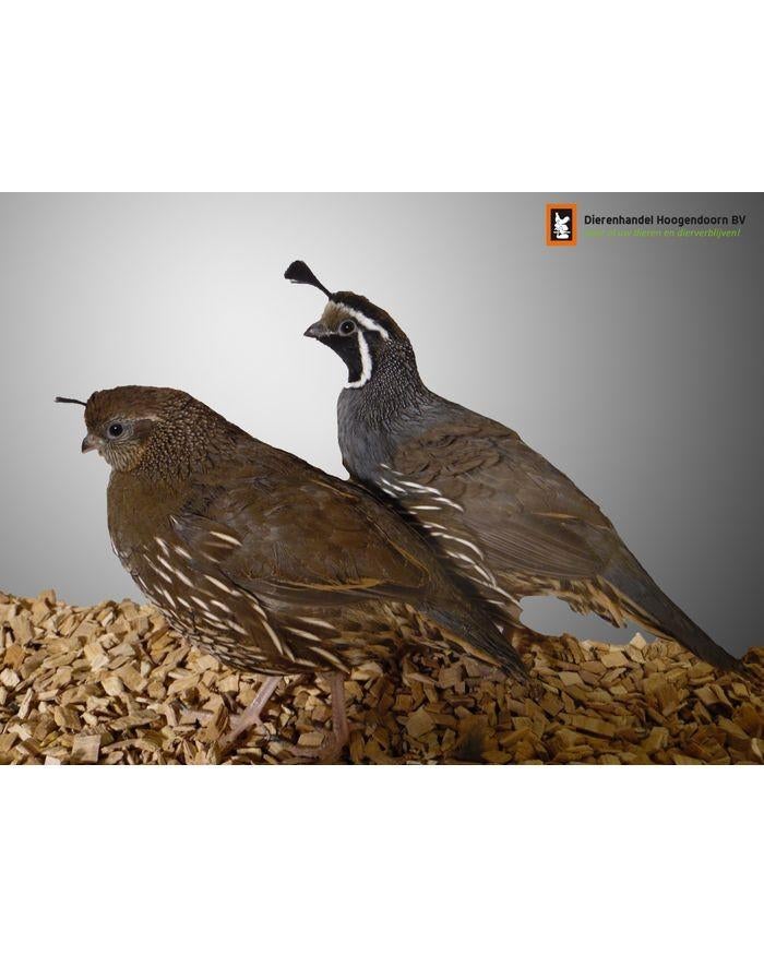 Gambel kwartels, Dieren en Toebehoren