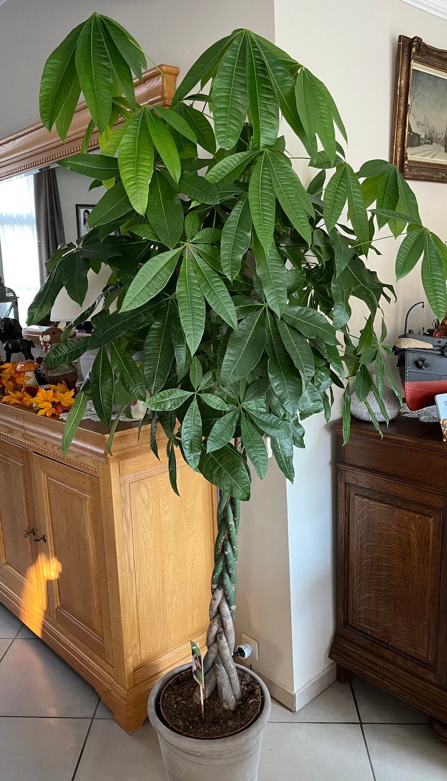 Kamerplant Geldboom 2 meter hoogte, Ophalen, 150 tot 200 cm
