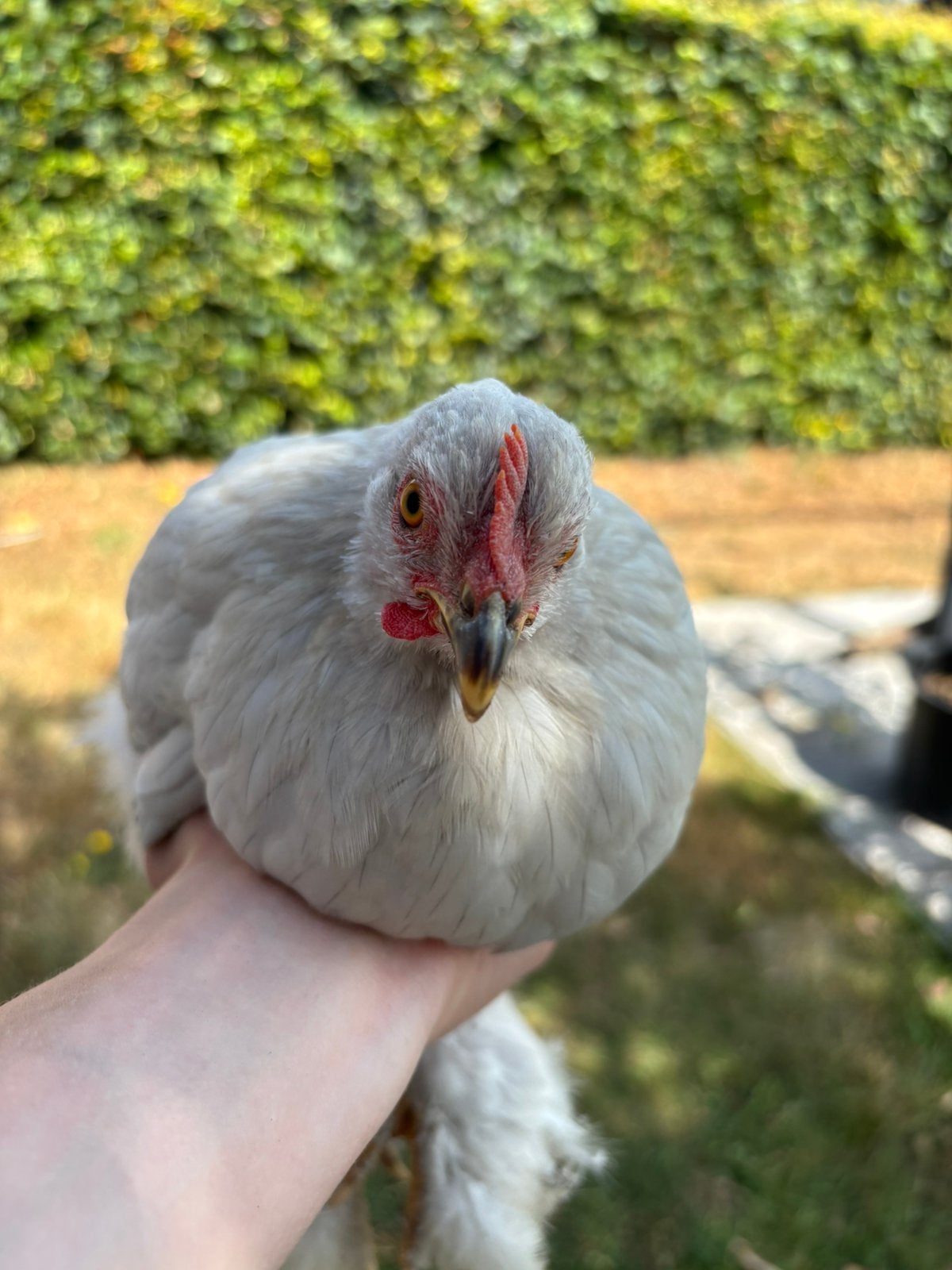 2 cochin hennen te koop, Vrouwelijk, Kip