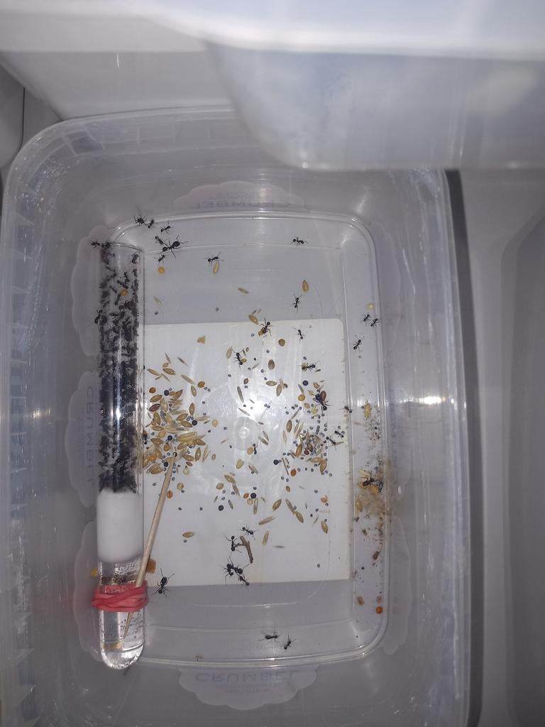Messor ibericus 2q 100-200w | mieren ants mierenkolonie, Dieren en Toebehoren, Mieren
