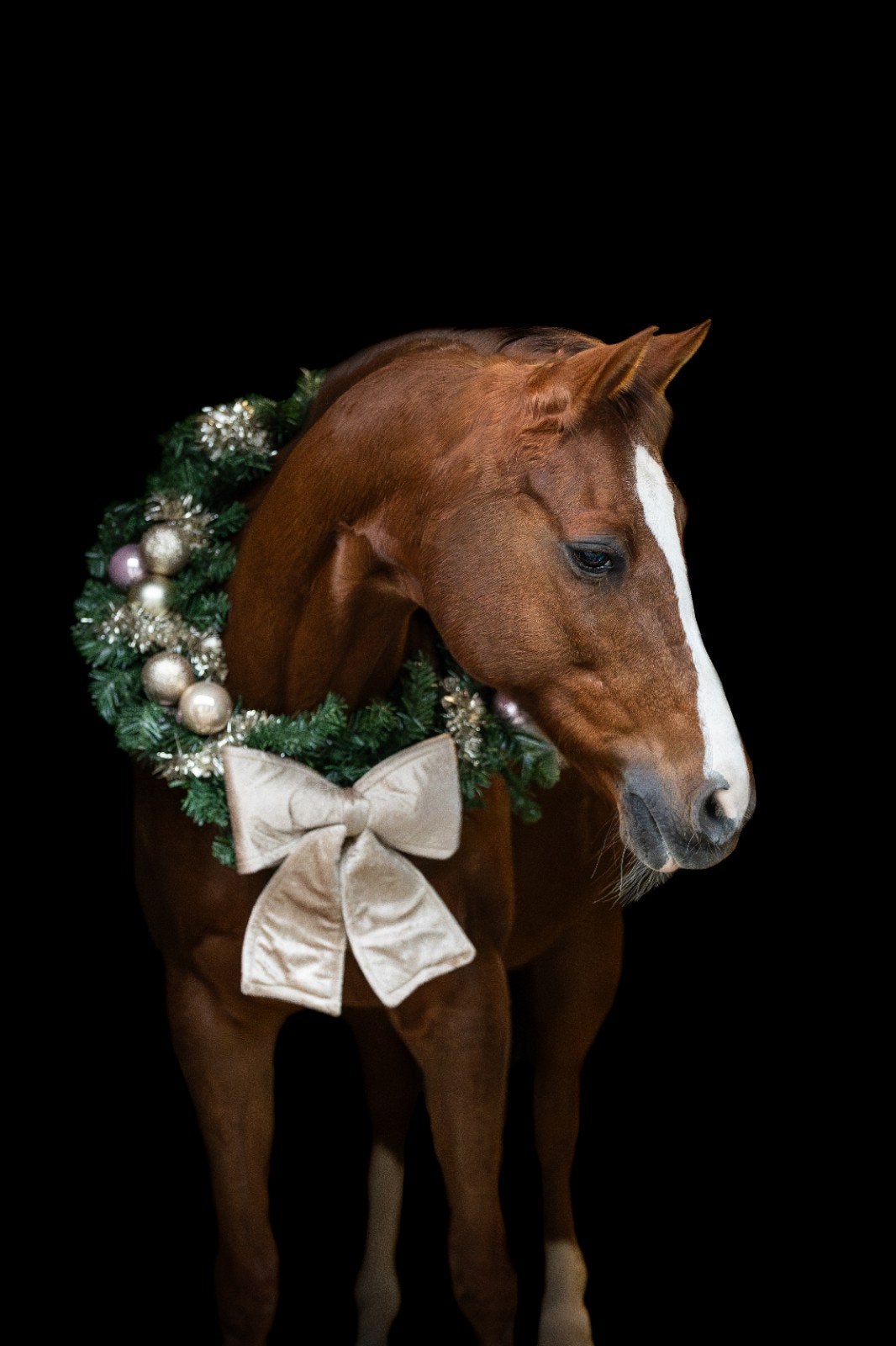 Te koop: Brave en werkwillige D-pony merrie, Dieren en Toebehoren, Paarden, Merrie, Minder dan 160 cm, Dressuurpaard, 11 jaar of ouder