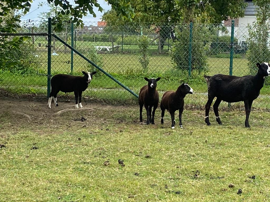 Zwartbles lammetjes, Animaux & Accessoires, Moutons, Chèvres & Cochons, Mouton, Plusieurs animaux, 0 à 2 ans