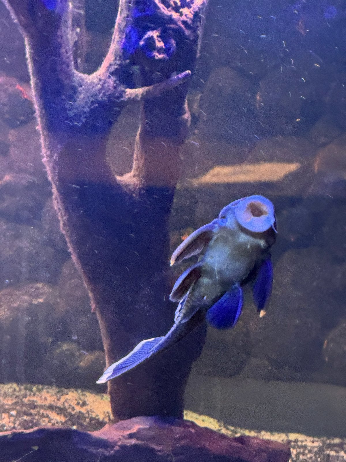 Mango pleco l047 17 cm, Dieren en Toebehoren