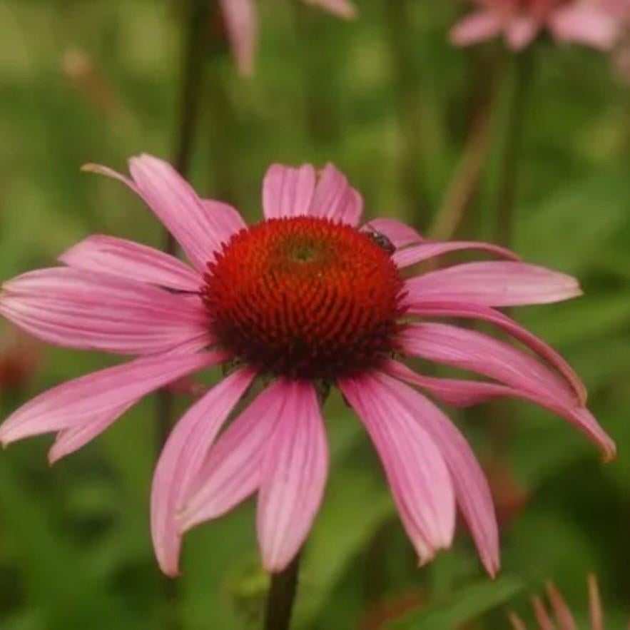 Zaden Echinacea purpurea, Tuin en Terras, Ophalen of Verzenden, Gehele jaar, Volle zon, Zaad