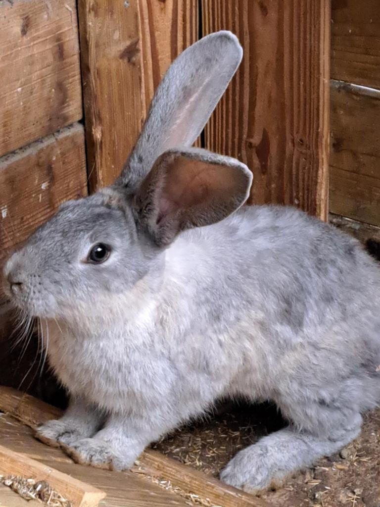 Duitse reuzen sables, Dieren en Toebehoren