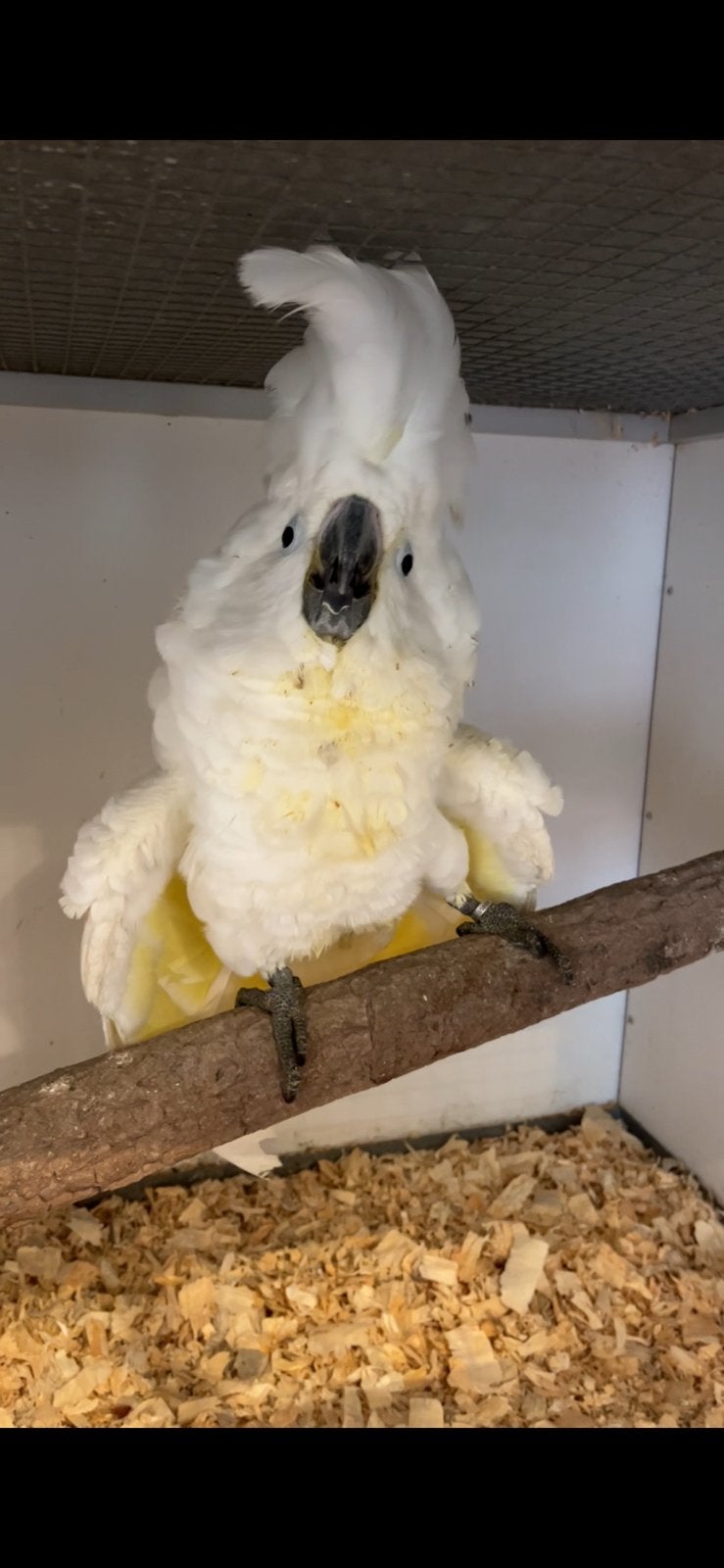 Cacatoès alba, Animaux & Accessoires, Mâle