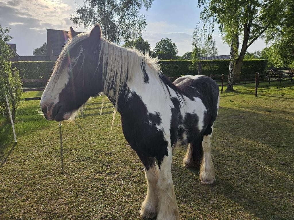 Lieve en betrouwbare tinker/irish cob ruin te koop, Dieren en Toebehoren, Paarden, Minder dan 160 cm, Ruin, Niet van toepassing
