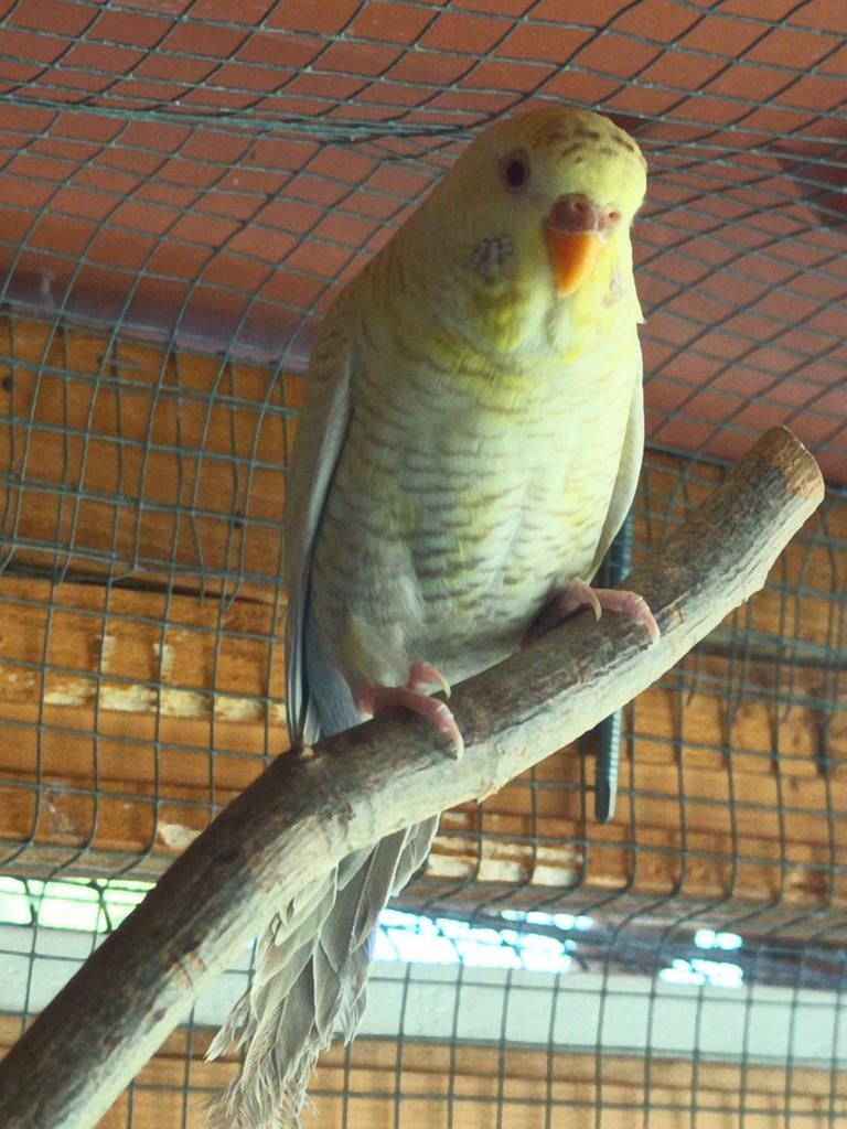 Perruche blackwing blackface, Animaux & Accessoires, Oiseaux | Perruches & Perroquets, Femelle