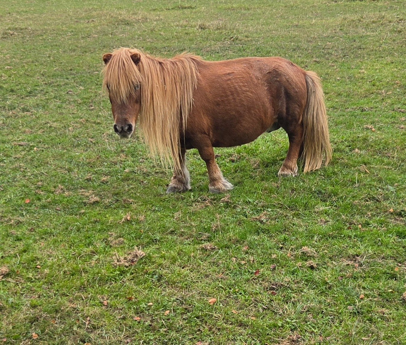 shetland pony, merrie
