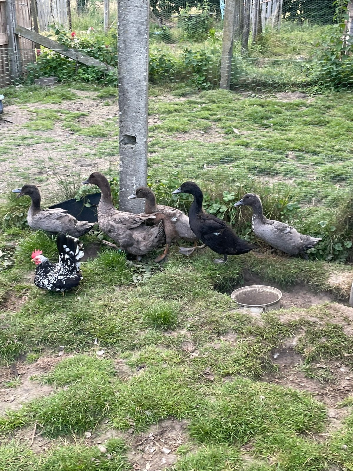 Foktoom TT blauwe eend van vorst+ nest kuikens, Dieren en Toebehoren, Pluimvee, Eend, Meerdere dieren