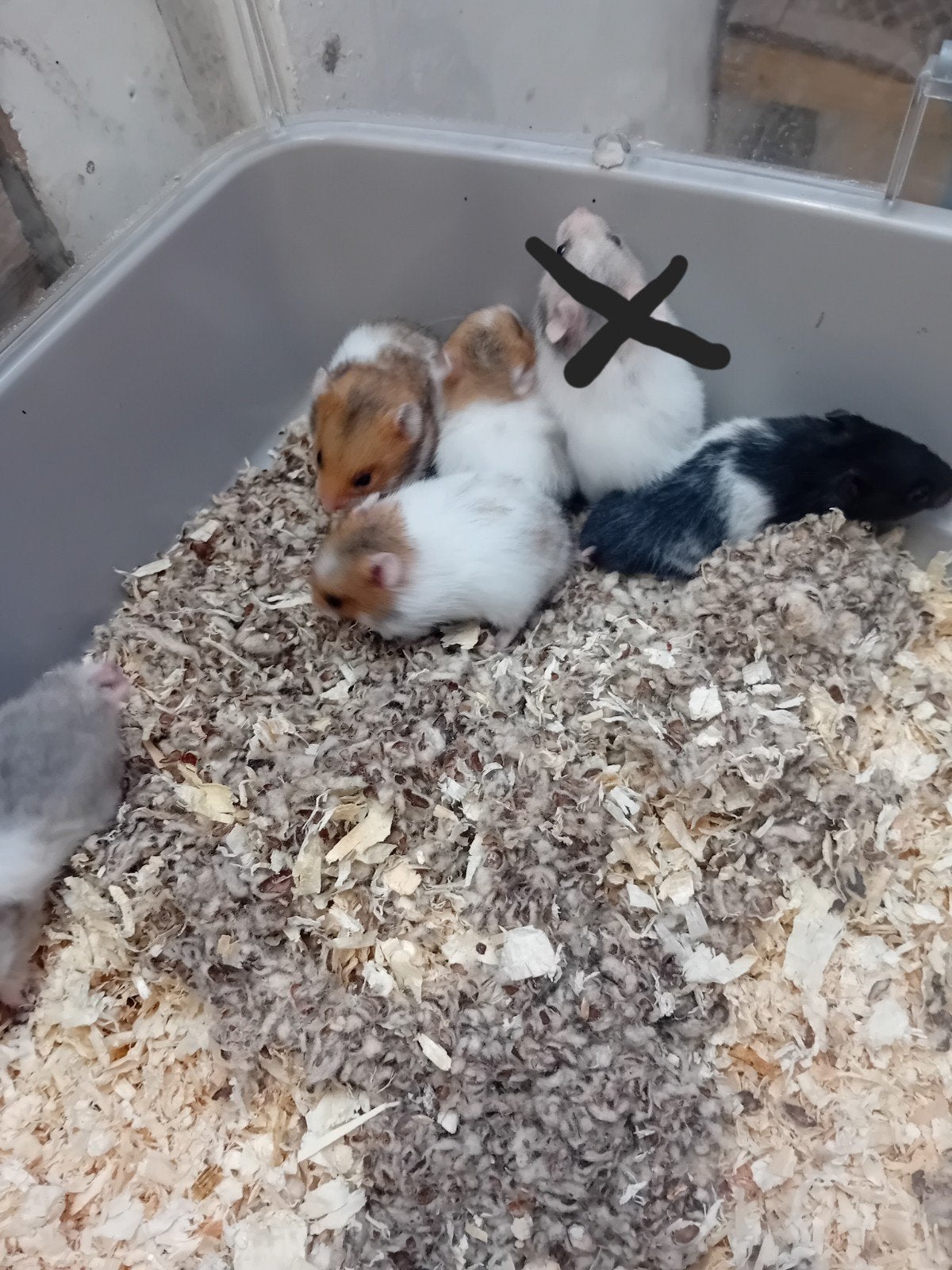 6  jone goudhamsters, Animaux & Accessoires, Rongeurs, Hamster, Domestique, Plusieurs animaux, Mai