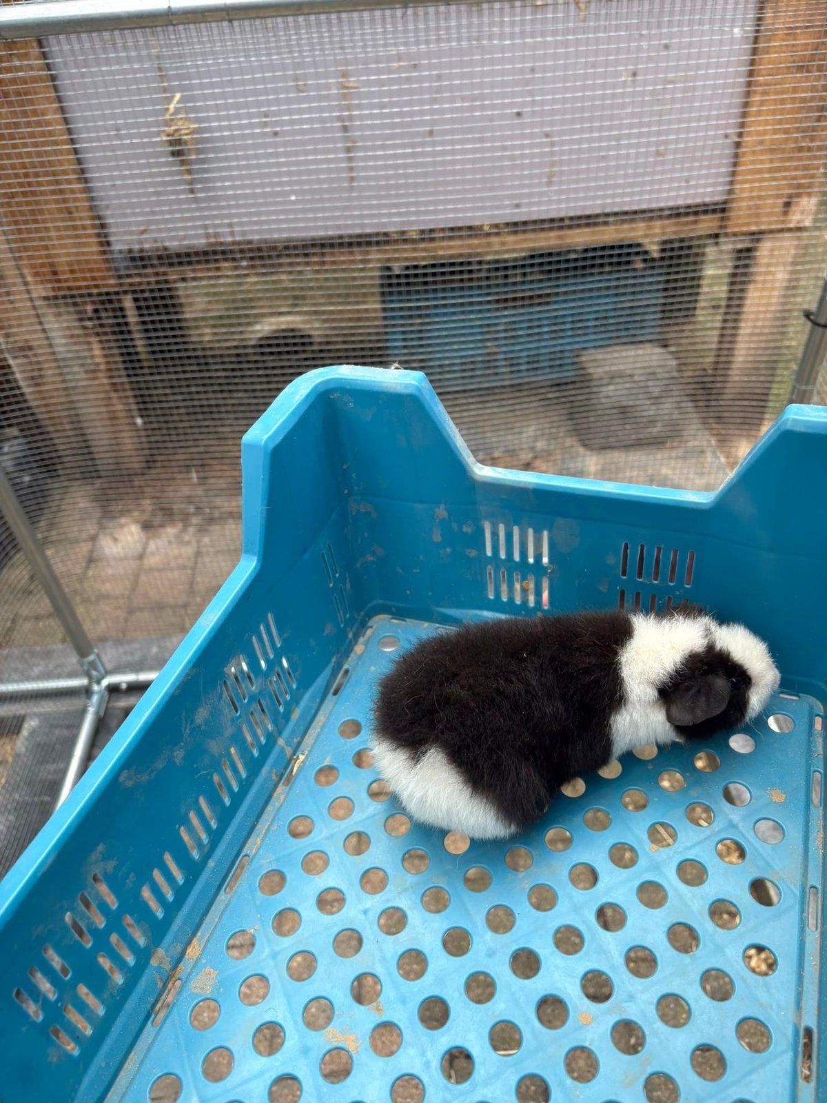 Us teddy cavia’s, Dieren en Toebehoren, Cavia, Juni, Meerdere dieren, Tam