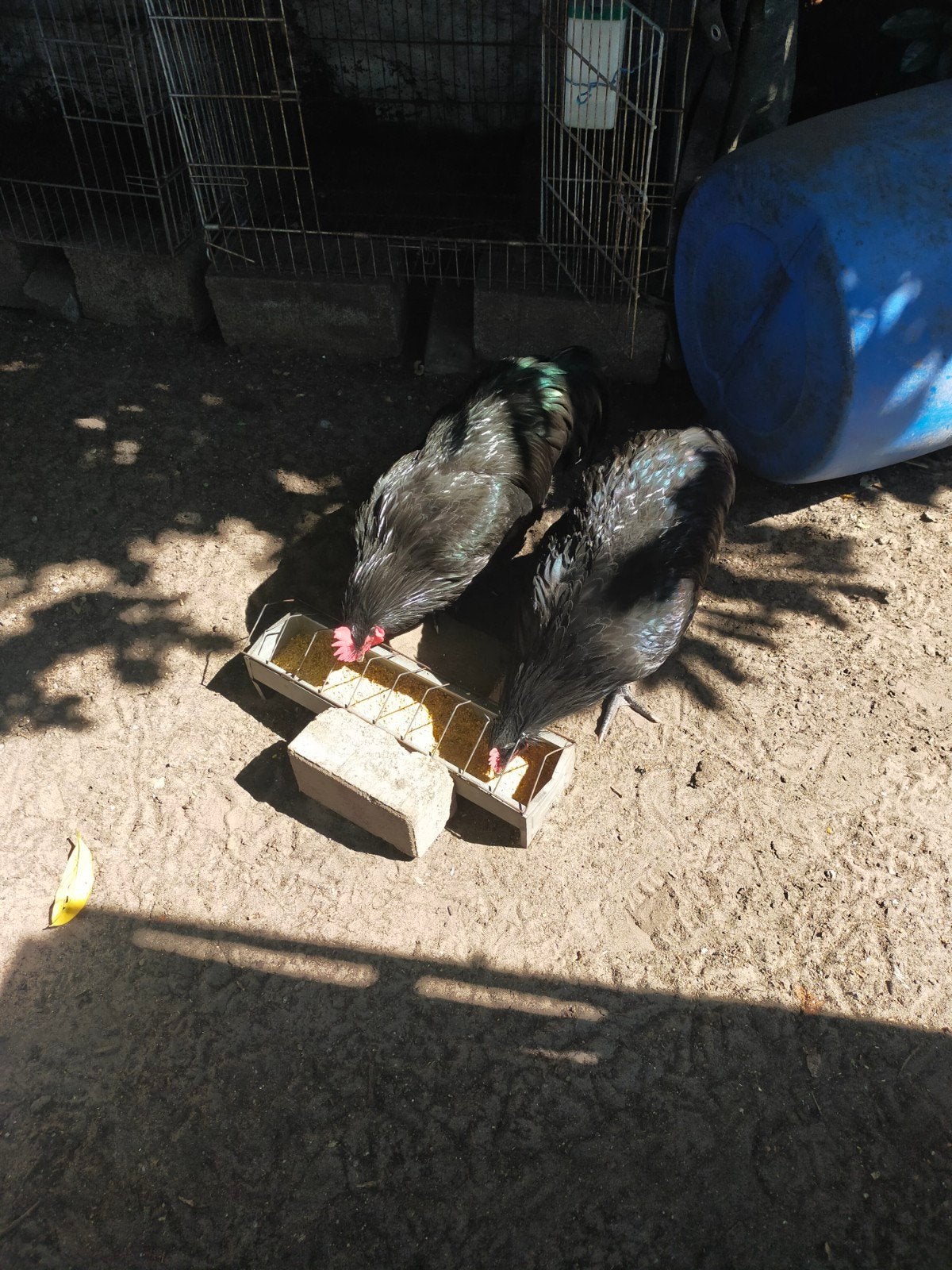 hanen te koop, Dieren en Toebehoren, Pluimvee