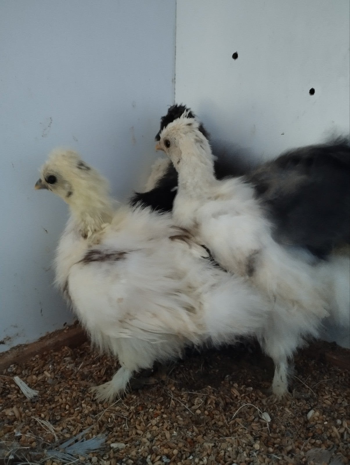 15 tal kippen, Dieren en Toebehoren