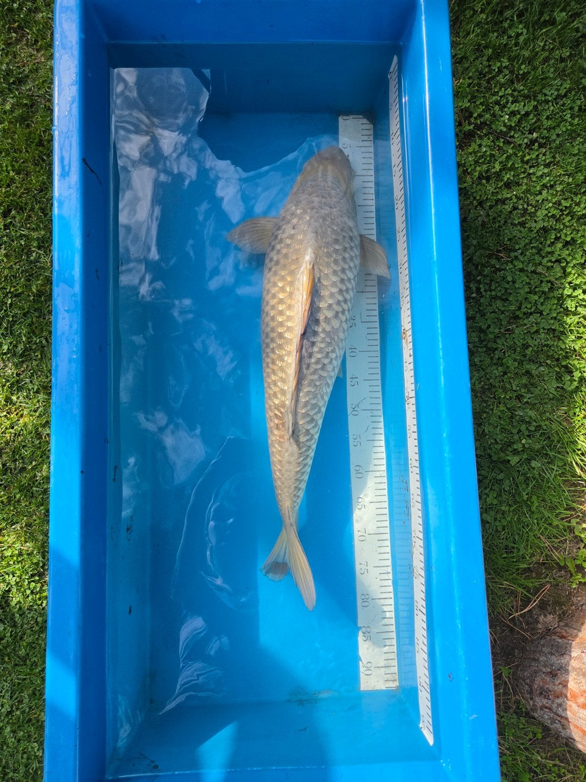 Zeer forse Ginrin Soragoi 70-75cm, Dieren en Toebehoren