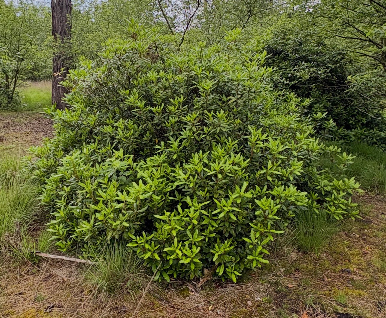Rhododendron Ponticum, Ophalen, Rhododendron