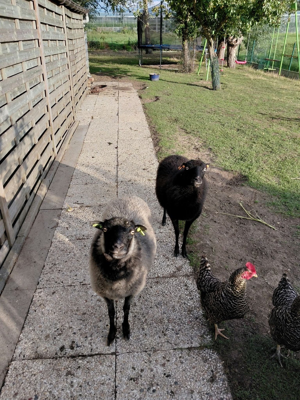 Ouessant Ram GEZOCHT, Dieren en Toebehoren, Mannelijk, Schaap, 0 tot 2 jaar
