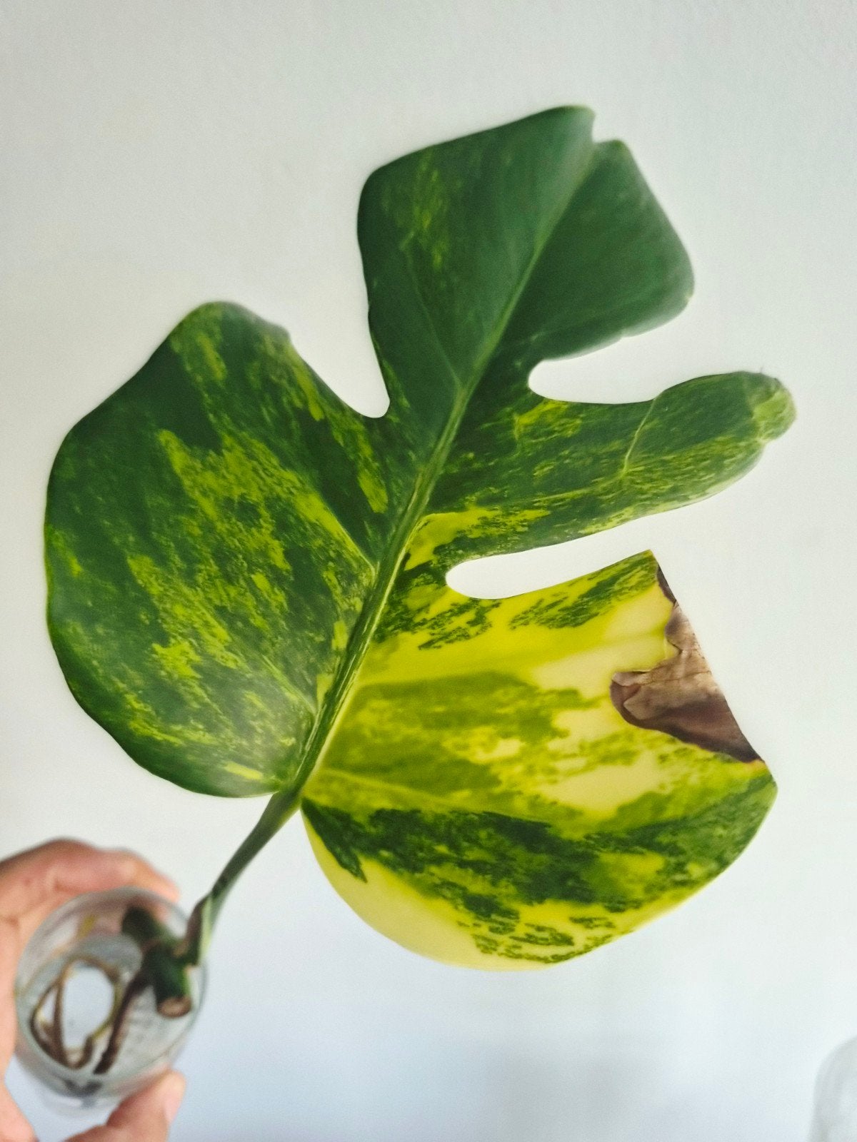 Monstera Deliciosa Aurea, Overige soorten, Minder dan 100 cm, Groene kamerplant, Halfschaduw