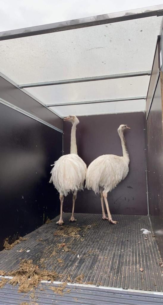 Broedeieren witte nandoe, Dieren en Toebehoren