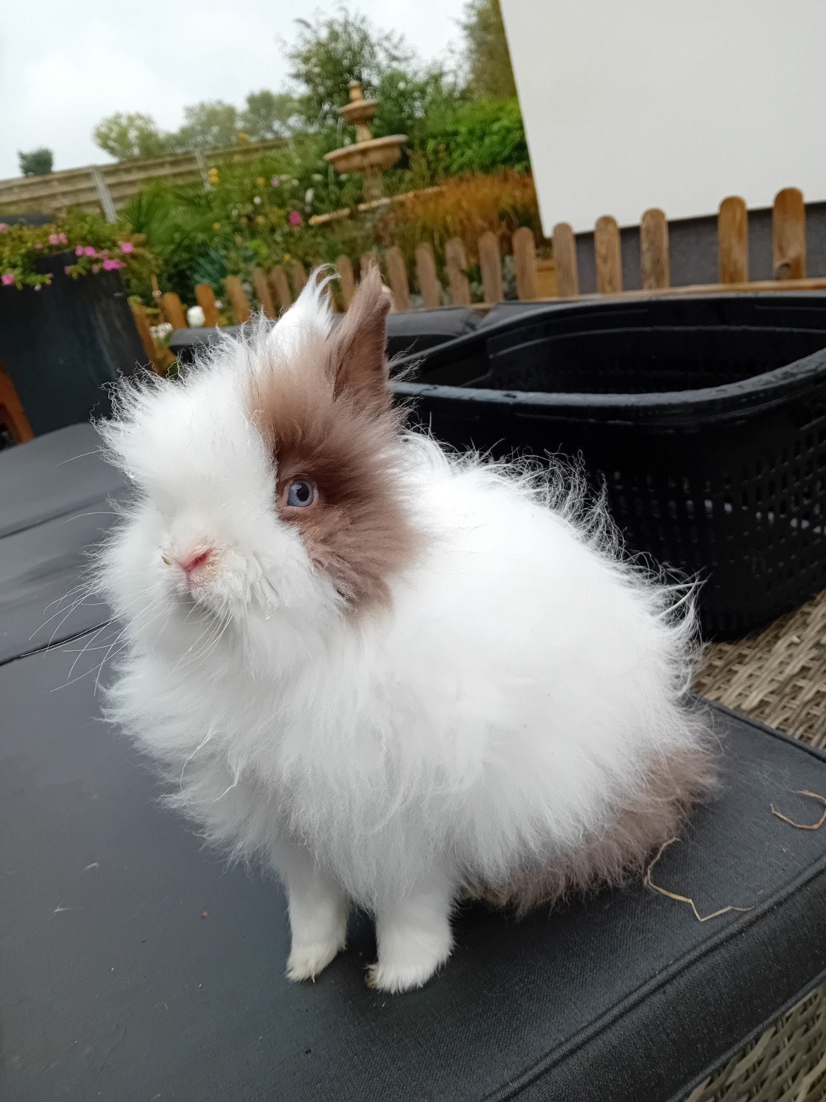 mooie volwassen zeer lieve teddy dwerg ram, Dieren en Toebehoren, Dwerg
