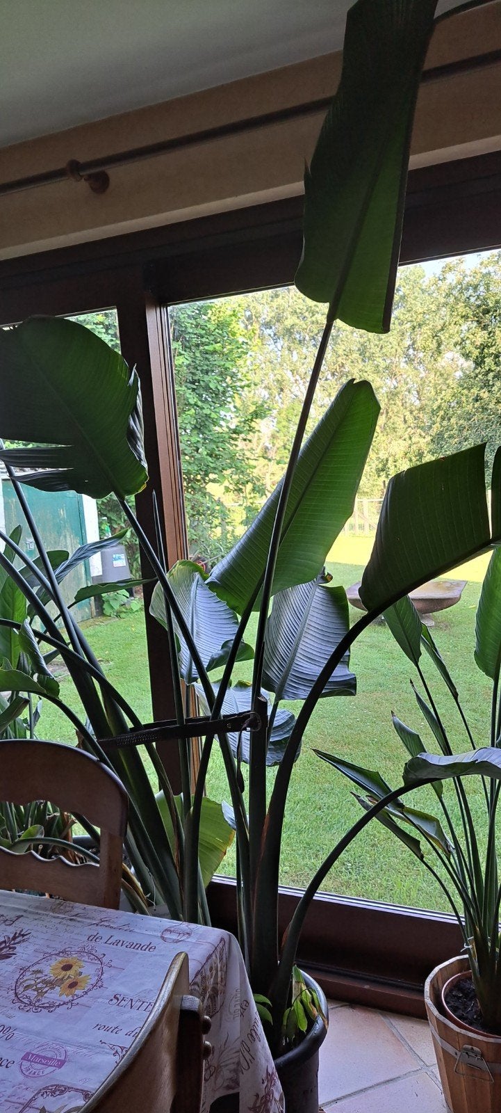 Strelitzia Augusta et Nickolai, Enlèvement
