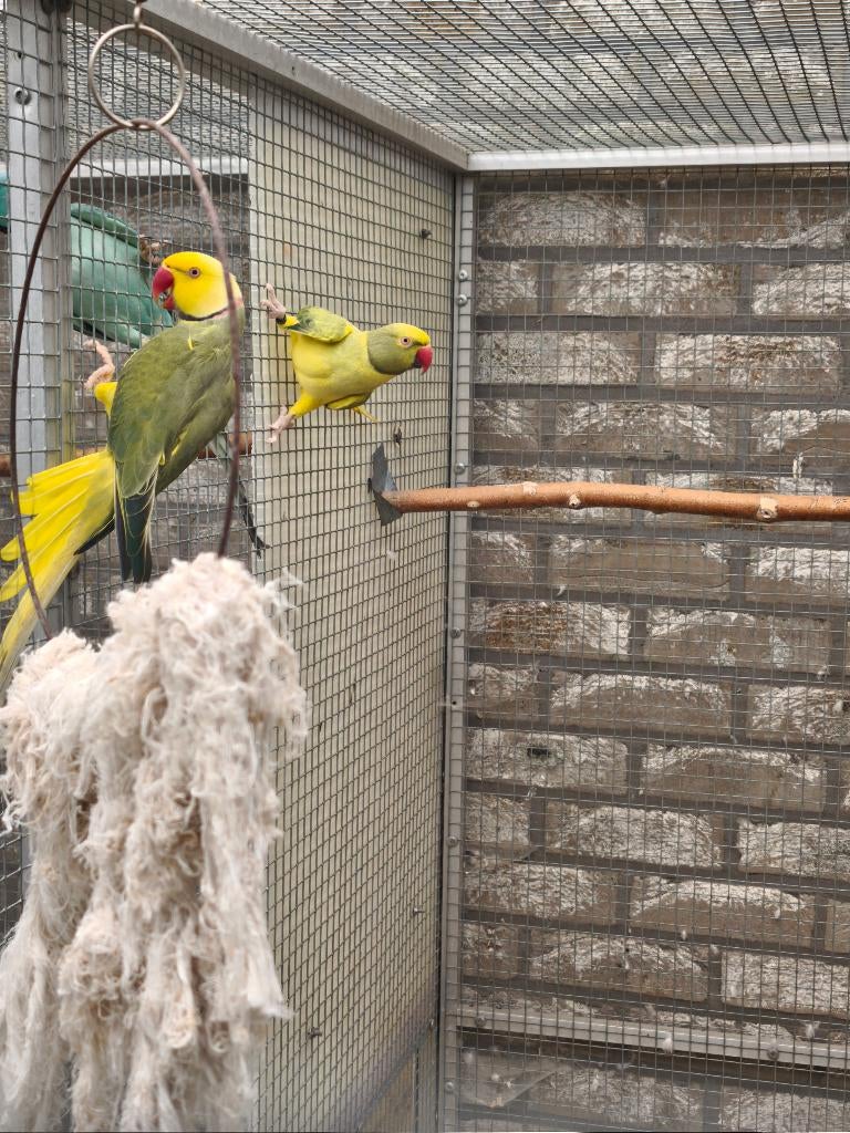 Perruches a collier Opaline. cleartail .réservé, Plusieurs animaux, Perruche, Bagué