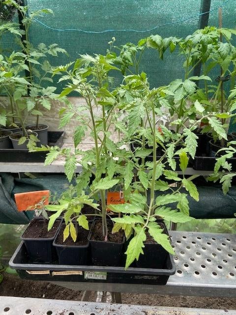 Gratis - mooie forse tomatenplanten, Tuin en Terras, Ophalen, Eenjarig, Groenteplanten